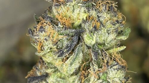 Farm Partnerships And Hash Consistency: How Trusted Farms Keep Every Gram Identical 21 Point Break Strain For Hash Production Potential