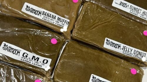 Farm Partnerships And Hash Consistency: How Trusted Farms Keep Every Gram Identical 11 StaticRoom Jelly Donut Static Sift 139u 73u Samba Farms