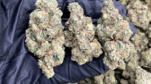 Hash Caviar assortment of hash jars on table