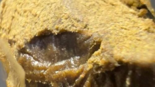 Contact Hash Caviar for Rainbow Runtz hash queries