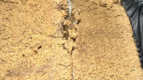 Best Frozen Sift Hashes for Potency 2026: Top Static Sift & Cali Plates Picks Ranked 2 SFV X JEL 190/90u Frozen Premium Hash